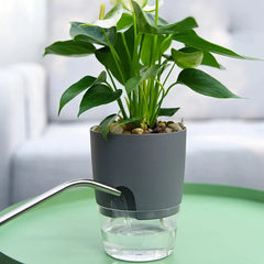 Self Watering Plant Pot