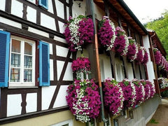 🌺🌷Vivid Artificial Hanging Orchid Bunch